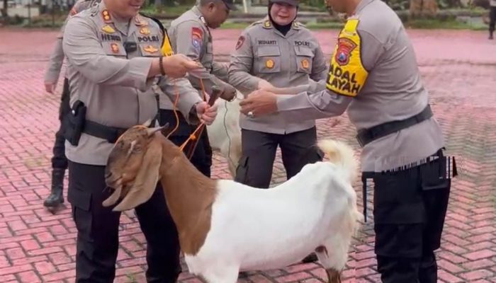 54 Ekor Kambing Diberikan Kepada Polsek Jajaran dari Kapolres Sumenep untuk Dukung Ketahanan Pangan