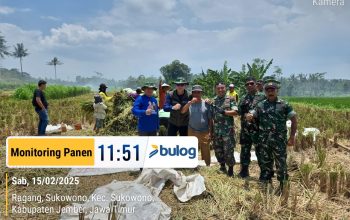 Sinergi Bulog Jember dan TNI Guna Serap Gabah-Beras Petani, Tak Kenal Hari Libur