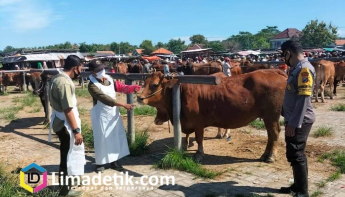 Jelang Idul Adha, Disperta KP Sampang Himbau Warga Selektif Memilih Sapi Kurban