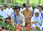 PTPN I Dukung Kebangkitan Kopi Nasional, Dorong Ekspansi dan Hilirisasi dari Lereng Ijen
