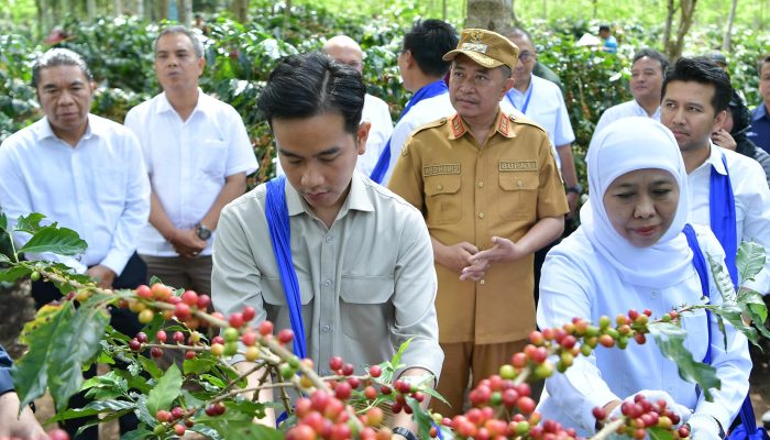 PTPN I Dukung Kebangkitan Kopi Nasional, Dorong Ekspansi dan Hilirisasi dari Lereng Ijen