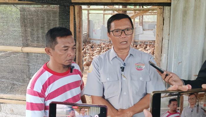 Beternak Bebek Diharap Menjadi Peluang Usaha Baru Masyarakat Binakal Bondowoso
