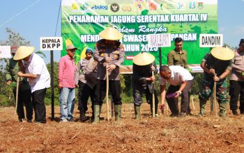 Kapolres Sumenep bersama Forpimda Tanam Jagung Serentak Kuartal IV Dukung Swasembada Pangan 2025