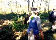 Diduga Akibat Sengketa Lahan, Pohon Kopi Milik PTPN I Regional V Dirusak OTK 3 Diduga Akibat Sengketa Lahan, Pohon Kopi Milik PTPN I Regional V Dirusak OTK