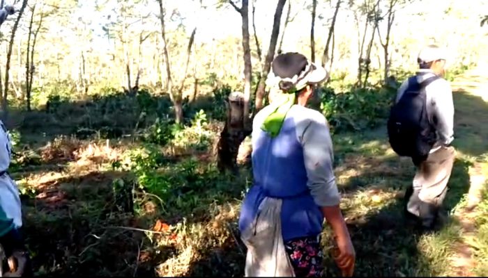 Diduga Akibat Sengketa Lahan, Pohon Kopi Milik PTPN I Regional V Dirusak OTK