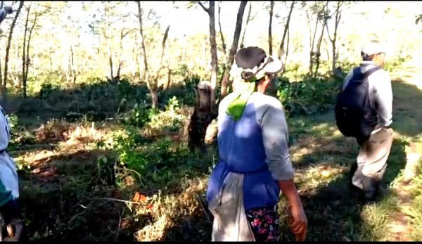 Diduga Akibat Sengketa Lahan, Pohon Kopi Milik PTPN I Regional V Dirusak OTK