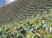 Petani Akan Kembali Garap Lahan Bila Tak Ada Keputusan Pihak PTPN 1