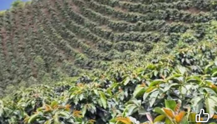 Petani Akan Kembali Garap Lahan Bila Tak Ada Keputusan Pihak PTPN 1