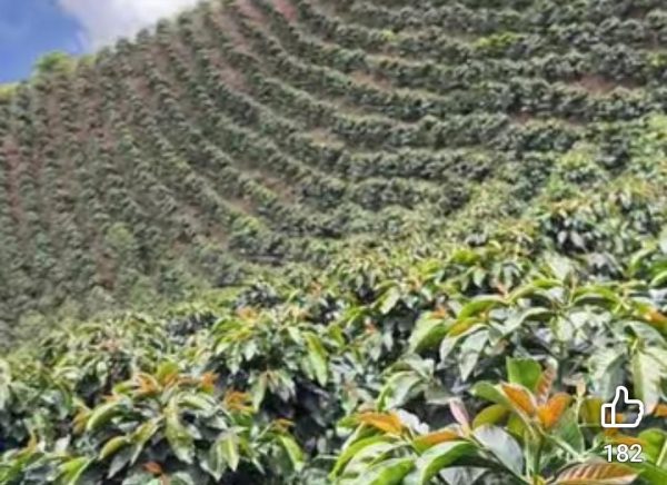 Petani Akan Kembali Garap Lahan Bila Tak Ada Keputusan Pihak PTPN 1