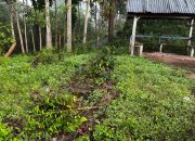 Beberapa Hari Kondusif, Ijen Kembali Memanas, Sekitar 18 Ribu Pohon Kopi Dirusak OTK 10 Beberapa Hari Kondusif, Ijen Kembali Memanas, Sekitar 18 Ribu Pohon Kopi Dirusak OTK