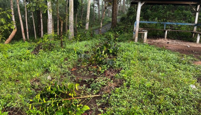 Beberapa Hari Kondusif, Ijen Kembali Memanas, Sekitar 18 Ribu Pohon Kopi Dirusak OTK