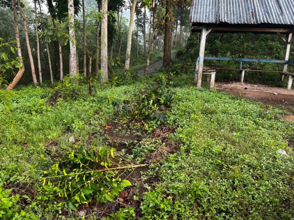 Beberapa Hari Kondusif, Ijen Kembali Memanas, Sekitar 18 Ribu Pohon Kopi Dirusak OTK