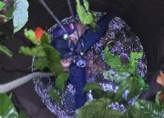 Tim Damkar Evakuasi Perempuan di Bondowoso Yang Jatuh dan Meninggal Dalam Sumur