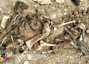 Kerangka Manusia Misterius Ditemukan di Lokasi Galian Camplong