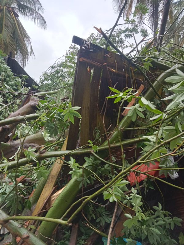 Rumah Warga Pagerungan Kecil Tertimpa Pohon Besar, Syamsul Bahri Minta Pemda Segera Turun Tangan