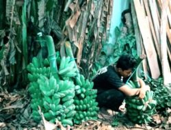 Dipaksa Senja Padahal Masih Pagi Buta