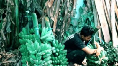 Dipaksa Senja Padahal Masih Pagi Buta