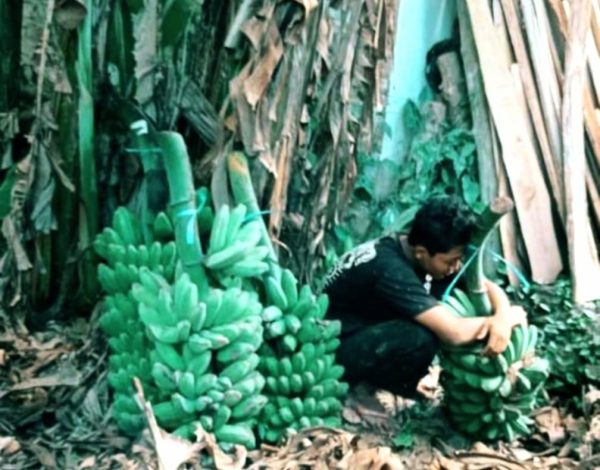 Dipaksa Senja Padahal Masih Pagi Buta