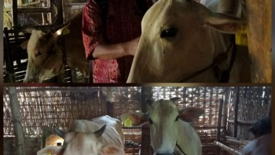 Peningkatan Efisiensi Reproduksi Sapi Induk Lokal Peranakan Ongole Pada Kegiatan Kandidat Magister Mengabdi di Desa Pakijangan Kecamatan Wonorejo Pasuruan