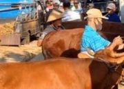 Pemkab Trenggalek Bentuk Tim Pengawasan Hewan Ternak Jelang Idul Adha 1445 H 6 Pemkab Trenggalek Bentuk Tim Pengawasan Hewan Ternak Jelang Idul Adha 1445 H