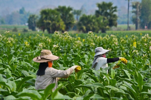 Desakan Petani Sumenep Terhadap Pedagang untuk Patuhi Harga Impas Tembakau