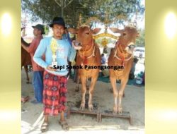 Cara Merawat Sapi Sonok Bernilai Jual Puluhan Juta Rupiah 3 Cara Merawat Sapi Sonok Bernilai Jual Puluhan Juta Rupiah