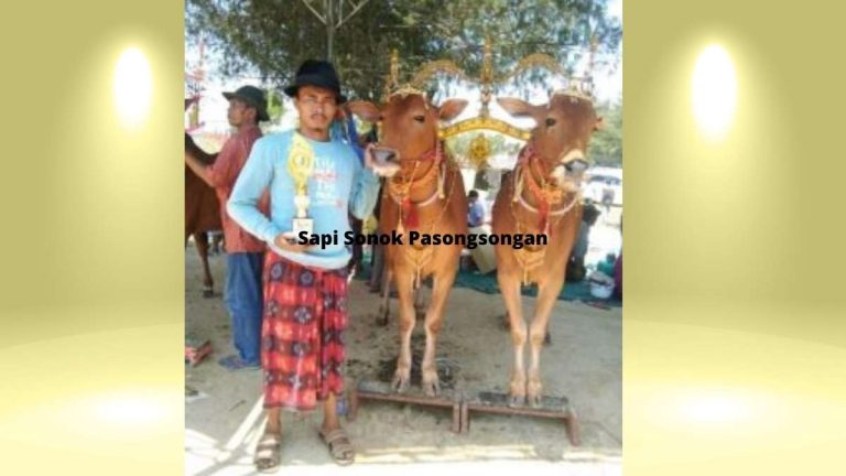 Cara Merawat Sapi Sonok Bernilai Jual Puluhan Juta Rupiah